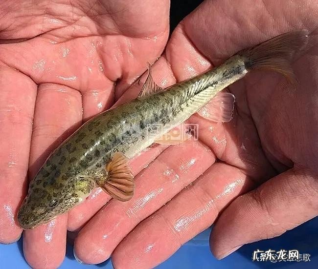 青海湖是淡水湖吗?湖中的鱼又少又小这是为何?