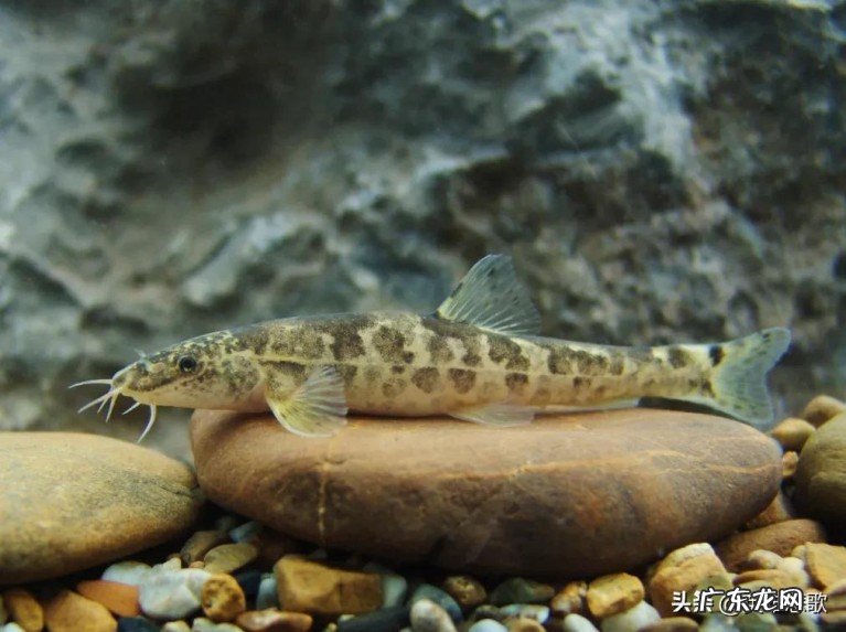 青海湖是淡水湖吗?湖中的鱼又少又小这是为何?