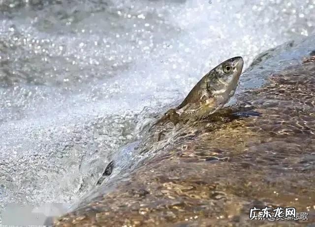 青海湖是淡水湖吗?湖中的鱼又少又小这是为何?