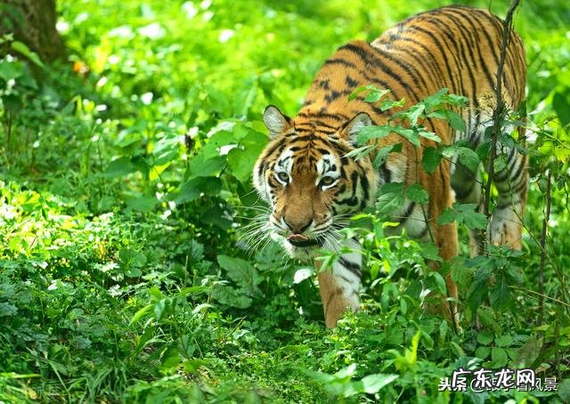 岩洞葬风水 火焰洞风水