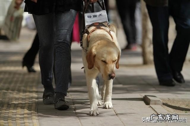 导盲犬品种都有哪些?5种导盲犬种类介绍