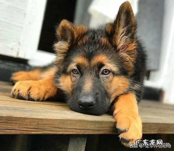 导盲犬品种都有哪些?5种导盲犬种类介绍