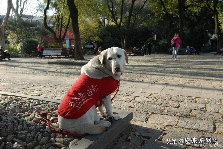 导盲犬品种都有哪些？5种导盲犬种类介绍