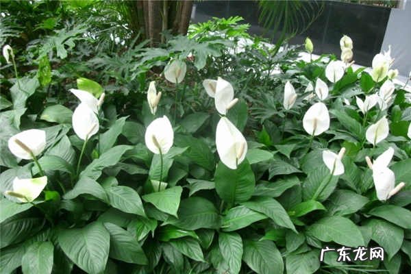 家养盆栽白掌的养殖方法和注意事项是什么