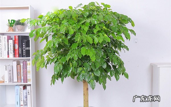 绿宝烂根了怎么办根烂怎么处理能救活