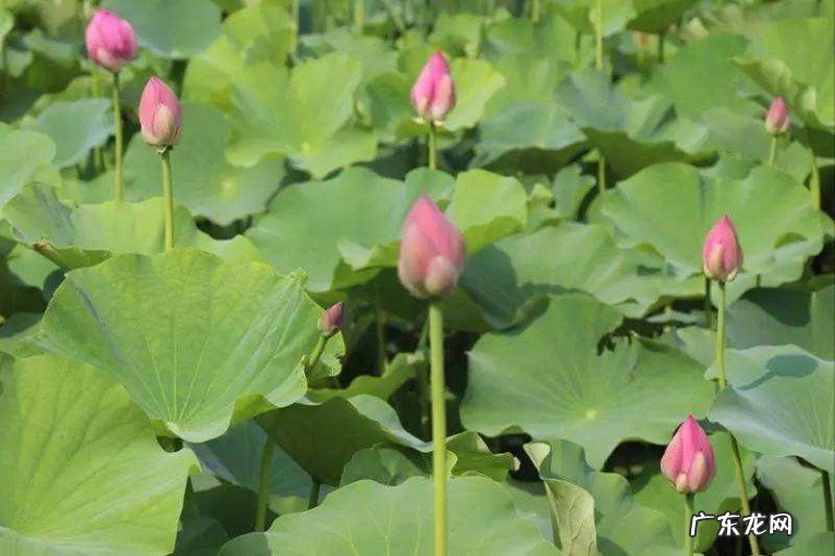 诗境隽永优美，风格恬静淡雅 36首古代乡村田园诗