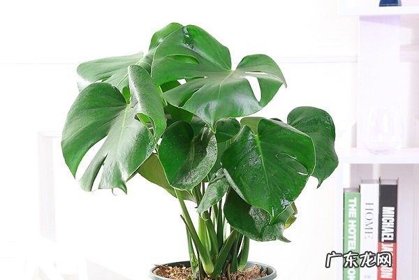 龟背竹怎么养才茂盛需要满足哪些条件