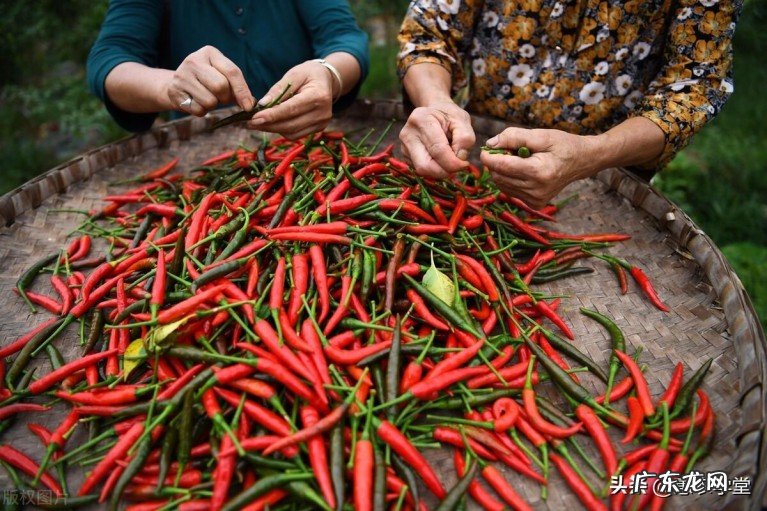 今年辣椒价格多少钱一斤?最新辣椒价格行情预测