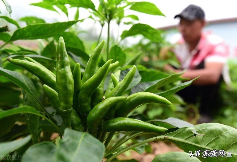 今年辣椒价格多少钱一斤?最新辣椒价格行情预测