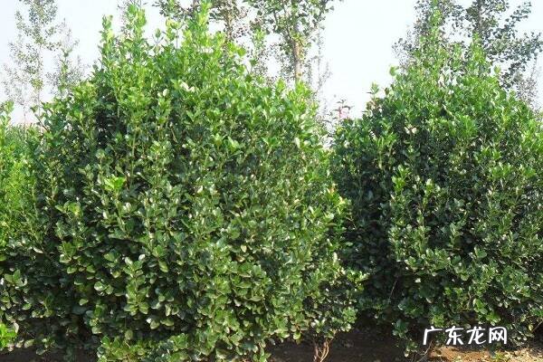 黄杨冬天如何管理安全过冬的方法