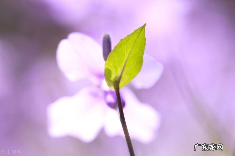 五首短小唯美诗词:说尽中年沧桑人生无常