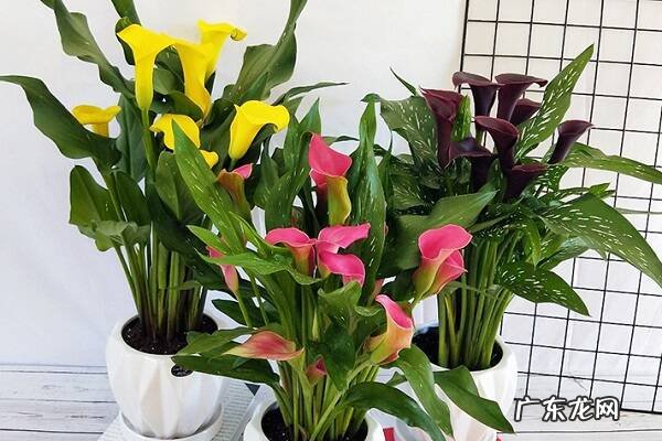 马蹄莲怎么养殖需要满足哪些条件