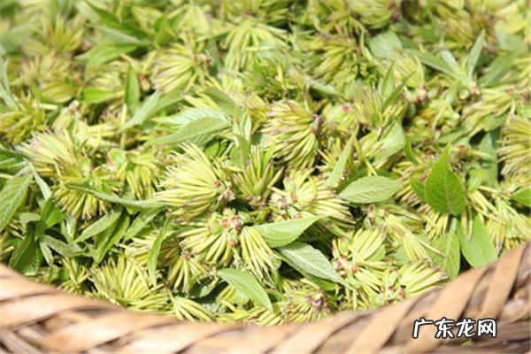 杜仲雄花茶一天喝多少有什么作用功效