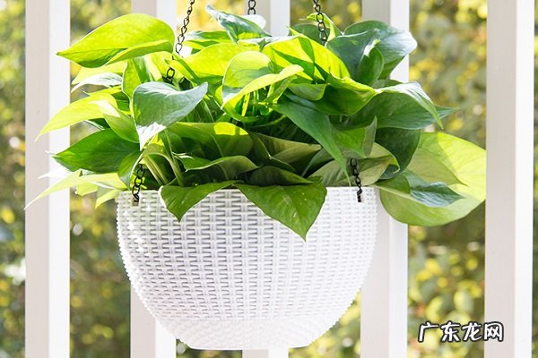 绿萝为什么叶子发黄要怎么解决