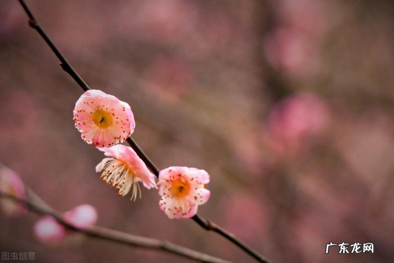 十二首诗僧的诗,诗中有美景 诗僧的诗词有哪些
