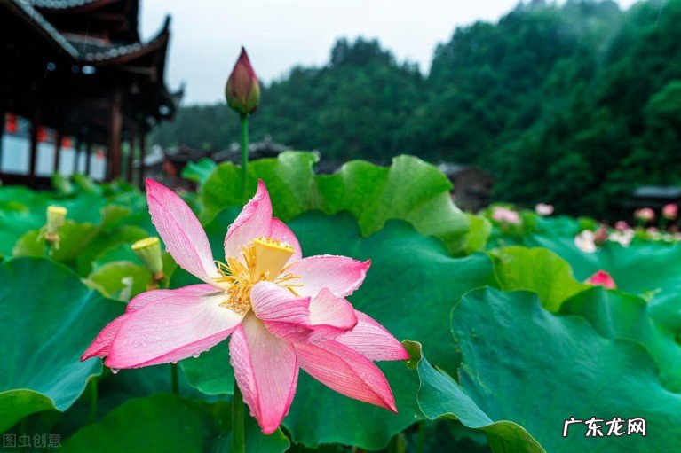 十二首诗僧的诗,诗中有美景 诗僧的诗词有哪些