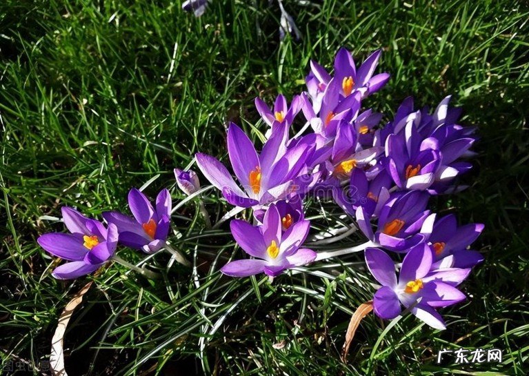 十二首诗僧的诗,诗中有美景 诗僧的诗词有哪些