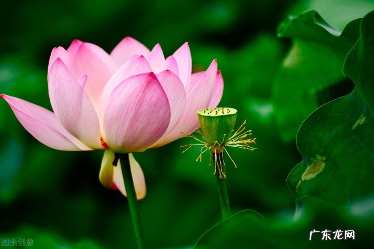 描写藕花的古诗名句有哪些?十二首让人叫绝的藕花诗词