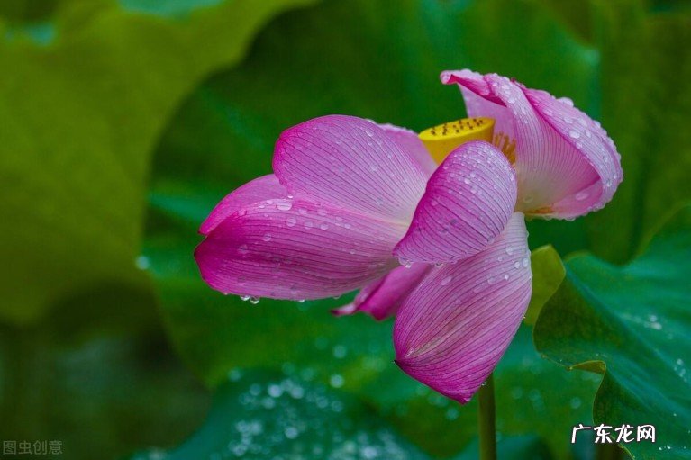 描写藕花的古诗名句有哪些?十二首让人叫绝的藕花诗词