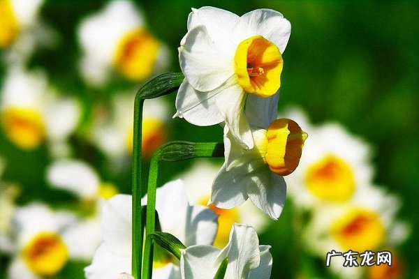 水仙叶子发黄怎么办解决方法有哪些