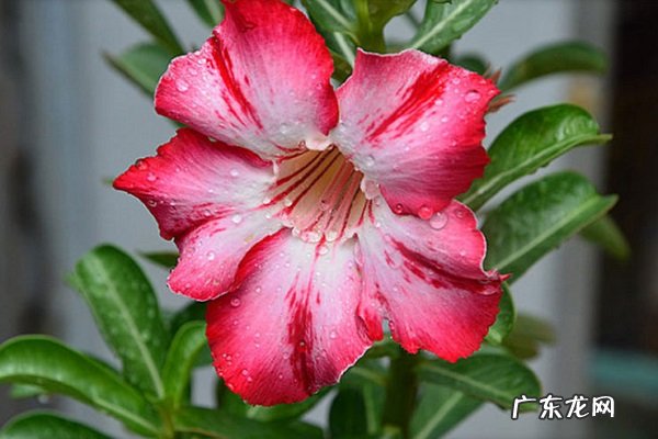 沙漠玫瑰叶子发黄是怎么回事是什么原因造成的