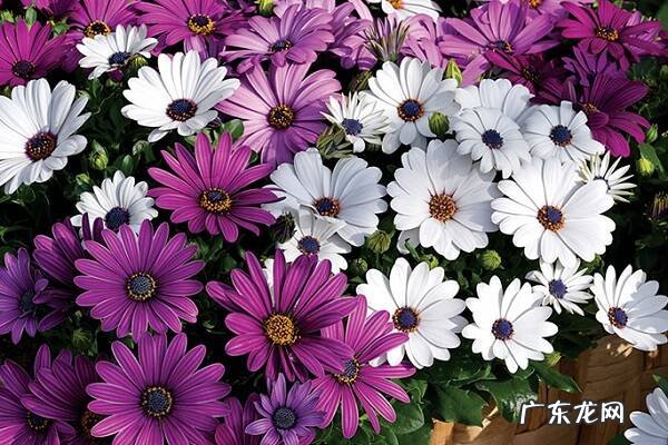 南非万寿菊的种植方法有哪些
