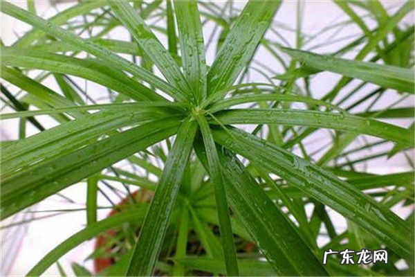 伞竹怎么养注意事项有哪些