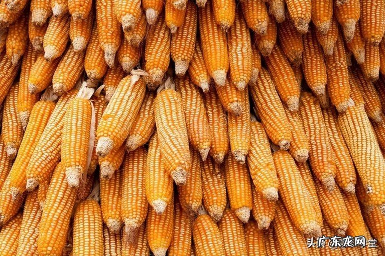 最新干玉米价格行情走势预测 2022年干玉米多少钱一斤