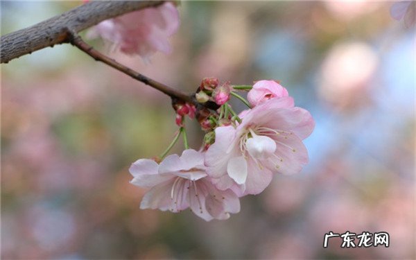 樱桃树一定要种两棵吗种植技巧有哪些