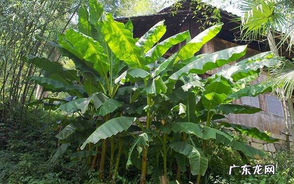 芭蕉可以盆栽吗盆栽要怎么养护