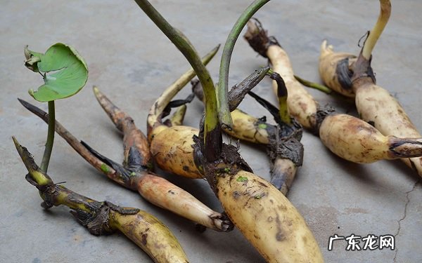 孕妇为什么不能吃莲藕有哪些食用禁忌