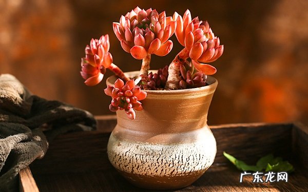 多肉植物有哪些品种哪些品种比较常见