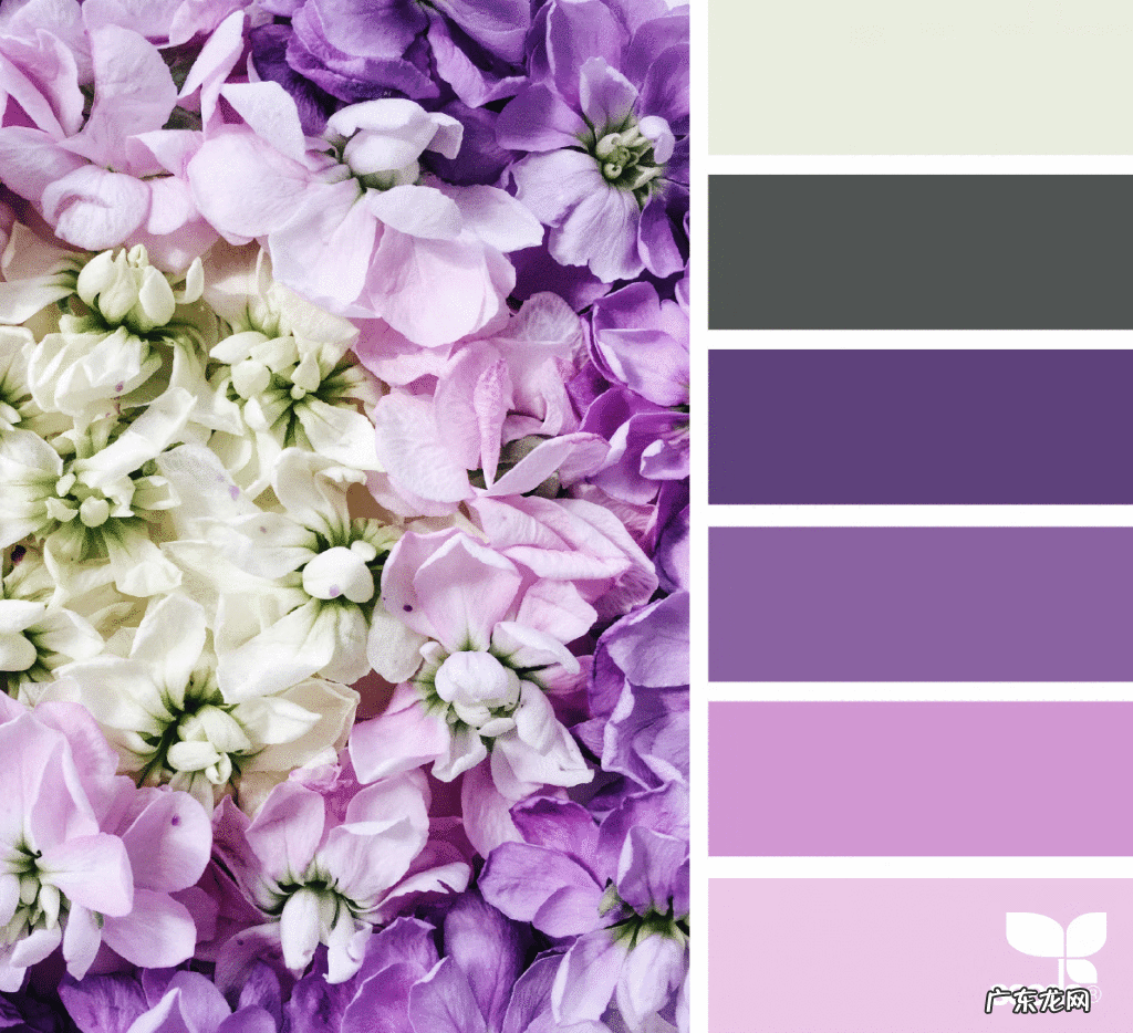 怎么样才能调出紫色 紫色怎么调出来的颜色