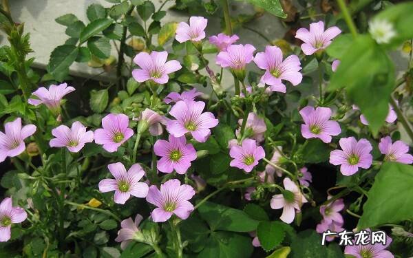 家里养什么花好看哪些花适合在家里养