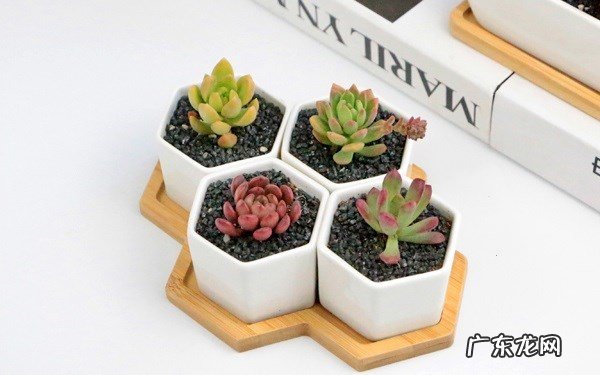 多肉怎么浇水不烂根怎么浇水最合理