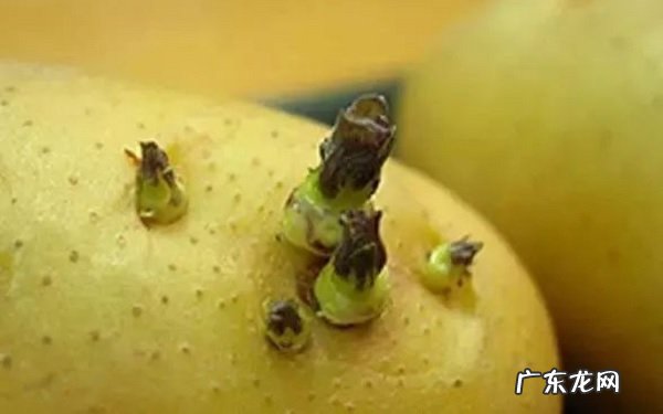 如何种植土豆怎么种能让土豆高产