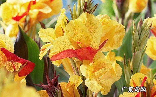 美人蕉叶子发黄怎么办美人蕉叶子发黄的原因及解决办法