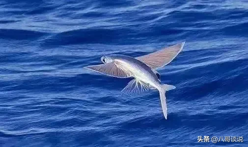 巴巴多斯岛是哪个国家?巴巴多斯人的生活方式是怎么样的