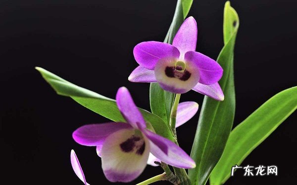 石斛种植方法是什么石斛种植怎么种