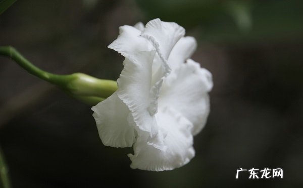 栀子花花苞发黄掉落的原因是什么