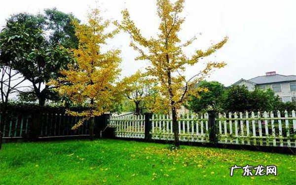 银杏为啥不种庭院原因是什么
