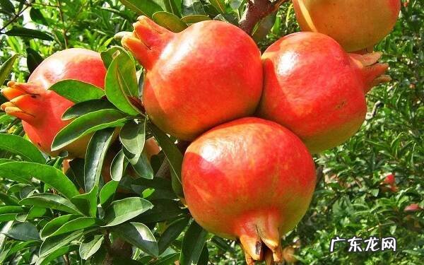 石榴是凉性还是热性吃多了会上火吗