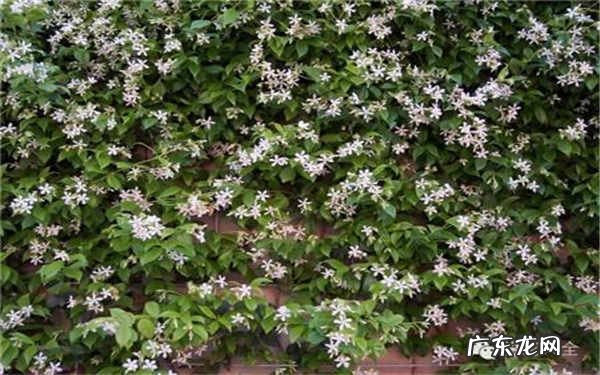 风车茉莉耐寒多少度怎么养风车茉莉