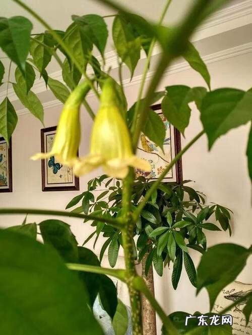 家里花开得茂盛风水好吗 花草茂盛家居风水好吗