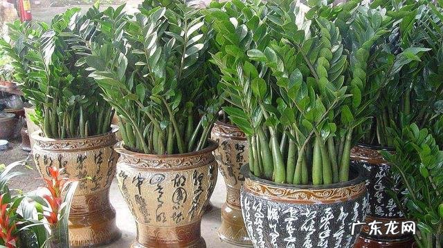 家里花开得茂盛风水好吗 花草茂盛家居风水好吗