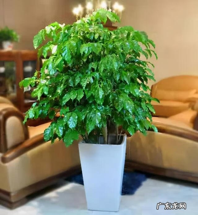 家里花开得茂盛风水好吗 花草茂盛家居风水好吗