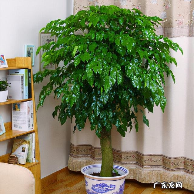 家里花开得茂盛风水好吗 花草茂盛家居风水好吗