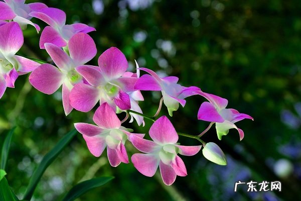 兰花浇水口诀有哪些如何合理浇水