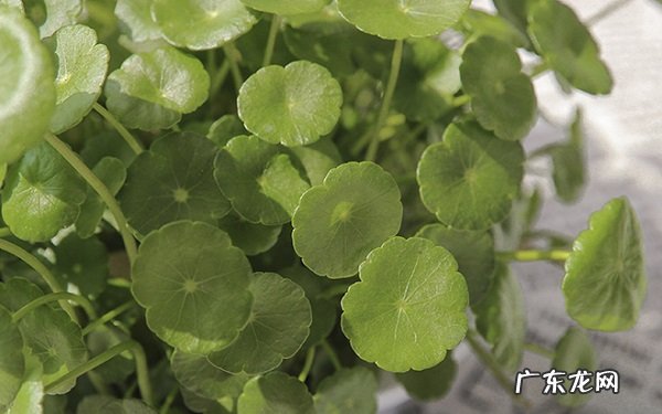 铜钱草怎么水培需要注意哪些问题