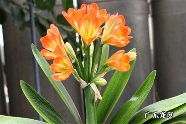 君子兰摆放禁忌注意事项有哪些